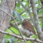 Cancún: Guided Birdwatching Hike - What to Expect During the Hike