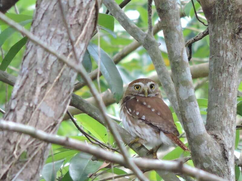 Cancún: Guided Birdwatching Hike - What to Expect During the Hike