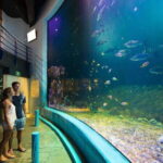 Cancún Interactive Aquarium Admission + Dolphin Presentation - Authentic Insights from Visitors