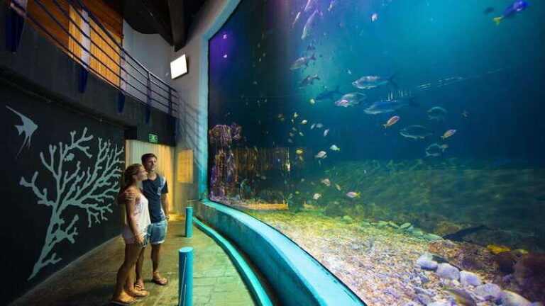 Cancún Interactive Aquarium Admission + Dolphin Presentation - Authentic Insights from Visitors