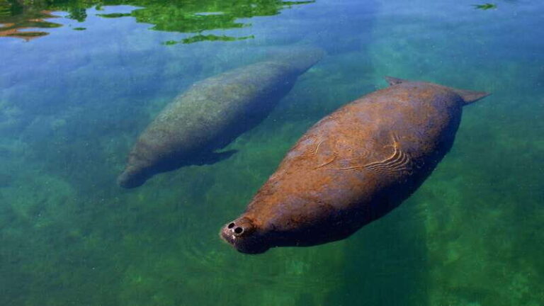 Cancún: Manatee Encounter on Isla Mujeres with Buffet Lunch - Who Will Love This Tour?