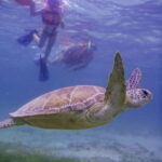Cancun: Marine Turtle Observation in Akumal - Authentic Experiences and Review Highlights