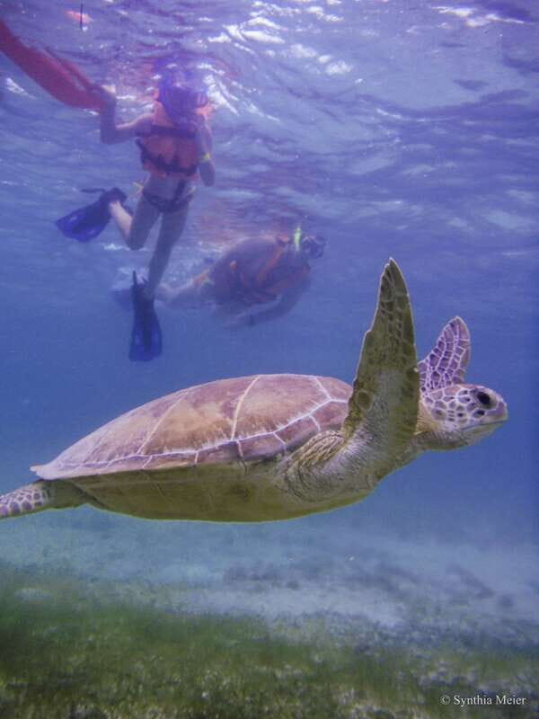 Cancun: Marine Turtle Observation in Akumal - Authentic Experiences and Review Highlights