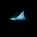 Cancun: Night Dive for Certified Divers - Practical Considerations and Tips