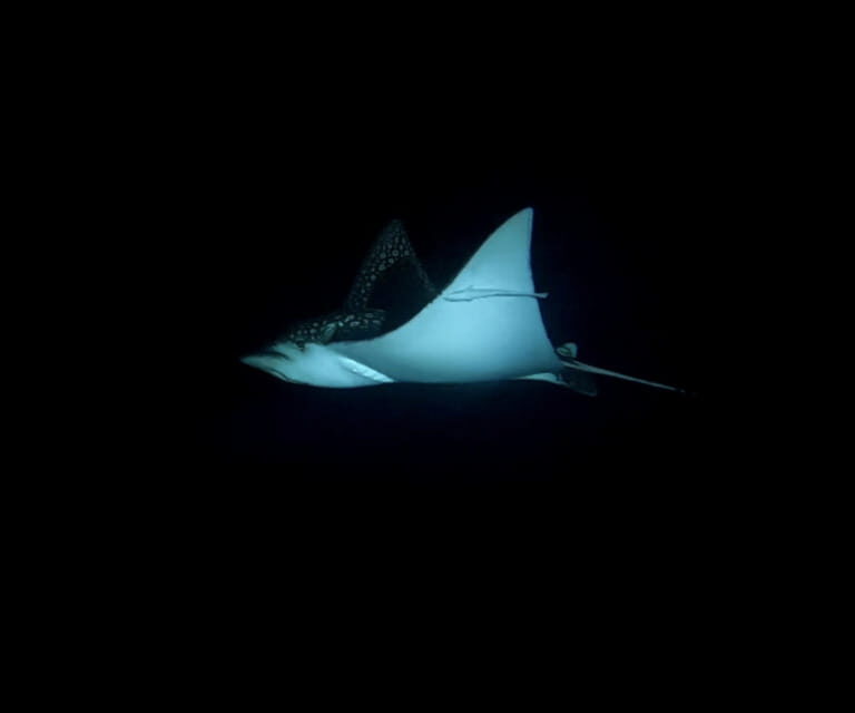 Cancun: Night Dive for Certified Divers - Practical Considerations and Tips