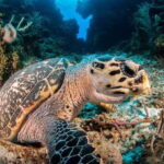 Cancun: Parrotfish Adventure Package - What Travelers Say
