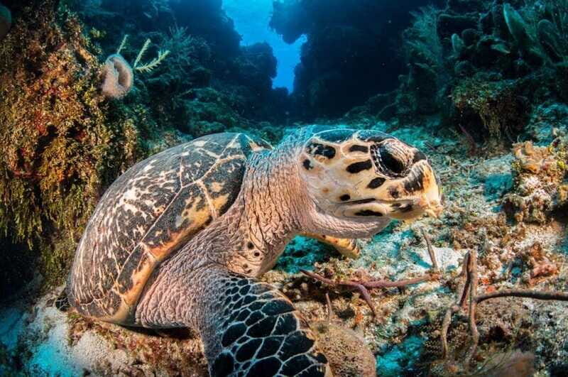 Cancun: Parrotfish Adventure Package - What Travelers Say