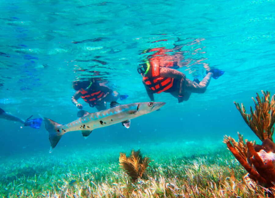 Cancún: Puerto Morelos Reef Snorkeling Tour & Seaside Lunch - Itinerary Breakdown