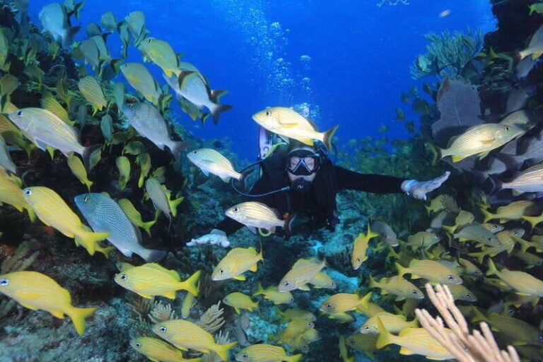 Cancun: Scuba Diving for Certified Divers, 3 options to dive - A Closer Look at the Cancun Diving Experience