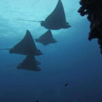 Cancun: Shipwreck & Reef for Certified Divers - An Honest Look at the Experience