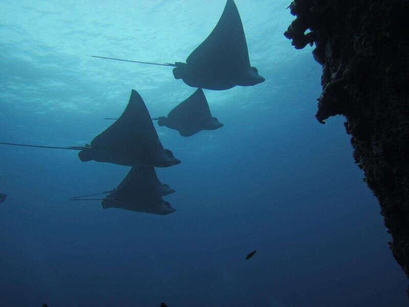 Cancun: Shipwreck & Reef for Certified Divers - An Honest Look at the Experience
