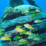 Cancun: Snorkeling at Underwater Museum & Manchones Reef - The Value of the Experience