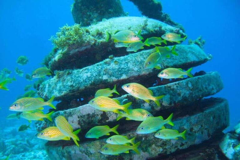 Cancun: Snorkeling at Underwater Museum & Manchones Reef - The Value of the Experience