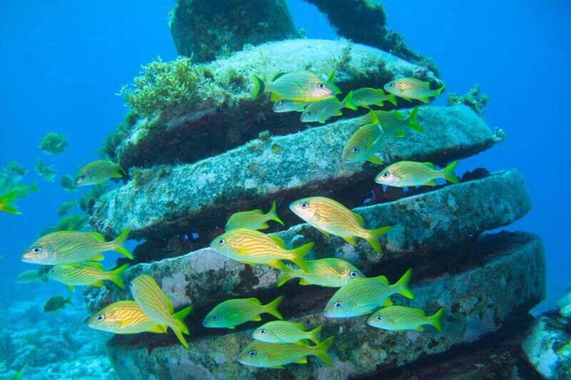 Cancun: Snorkeling at Underwater Museum & Manchones Reef - The Value of the Experience