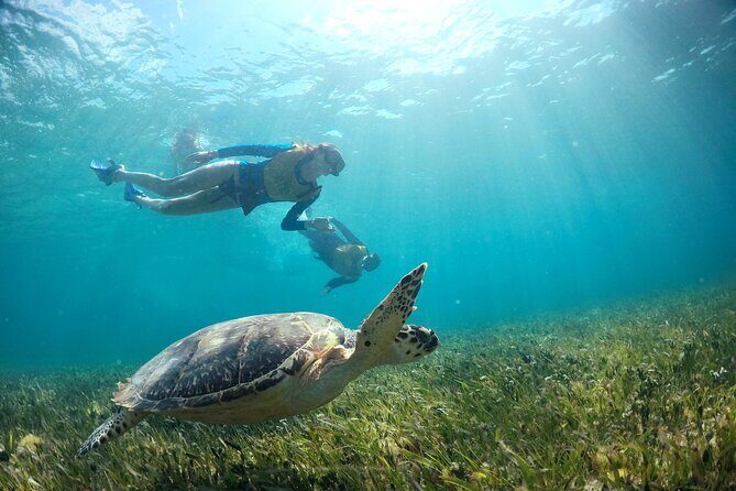 Cancun Snorkeling Tour: Swim with Turtles, Reef, Underwater Museum and Shipwreck - Is This Tour Right for You?