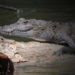 Cancun: Speedboat Adventure & Crocodile Sighting - What You Can Expect During the Tour