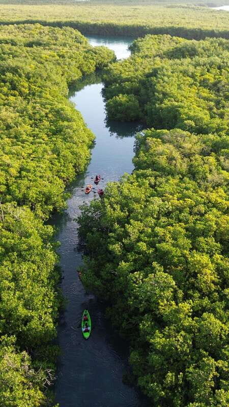 Cancun: Sunset Kayak Experience in the Mangroves - What Sets This Tour Apart?