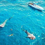 Cancun: Swim with Whale Sharks - The Practical Side: Logistics and Value