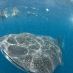 Cancún: Swim with Whale Sharks - Authentic Experiences and Real Feedback
