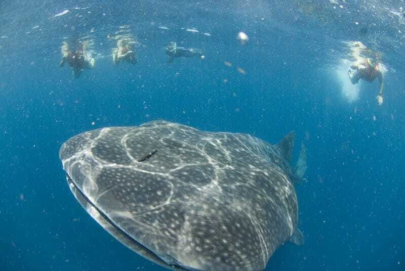 Cancún: Swim with Whale Sharks - Authentic Experiences and Real Feedback