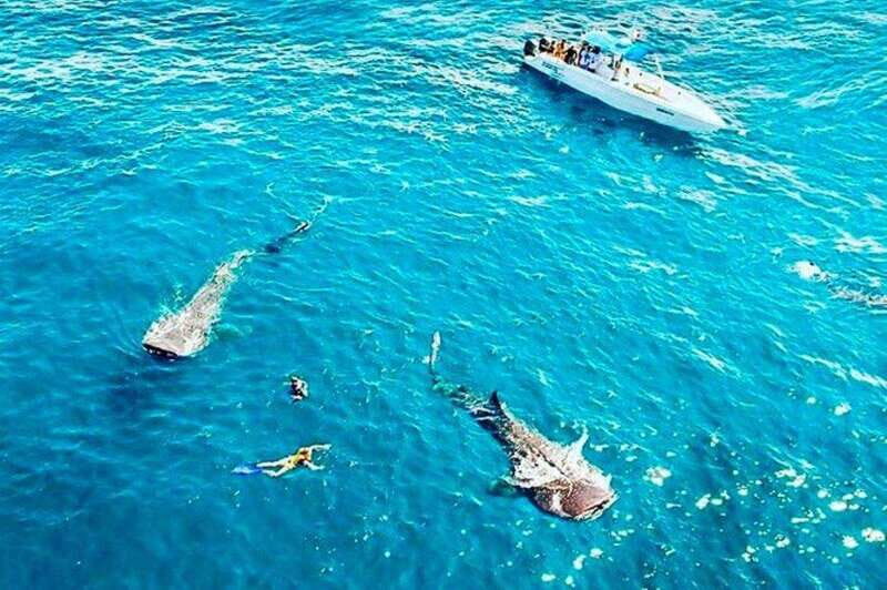 Cancun: Swim with Whale Sharks - The Practical Side: Logistics and Value