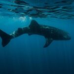 Cancun Whale Shark Encounter - Authenticity, Value, and Who Should Book