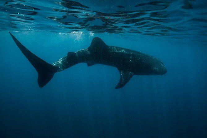 Cancun Whale Shark Encounter - Authenticity, Value, and Who Should Book