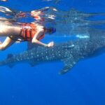 Cancun Whale Shark Experience with Snorkel & Transportation - Encountering the Giants: What It’s Like