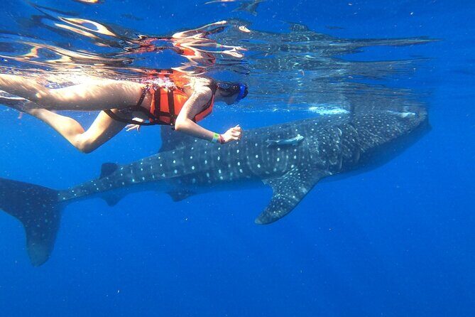 Cancun Whale Shark Experience with Snorkel & Transportation - Encountering the Giants: What It’s Like