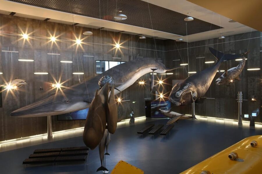 Caniçal : Madeira Whale Museum Entry ticket - FAQ (Frequently Asked Questions)
