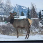 Canmore/Banff: Explore Banff & Wildlife - A Detailed Look at the Banff & Wildlife Tour