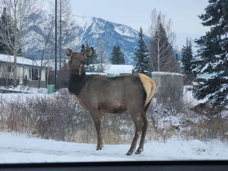 Canmore/Banff: Explore Banff & Wildlife - A Detailed Look at the Banff & Wildlife Tour