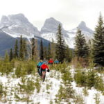 Canmore: Explore Winter Wildlife Tracks - 2hr Nature Walk - Detailed Breakdown of the Experience