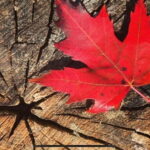 Canmore: Guided Town Walking Tour with Sweet Treat and Drink - Why This Tour Offers Good Value