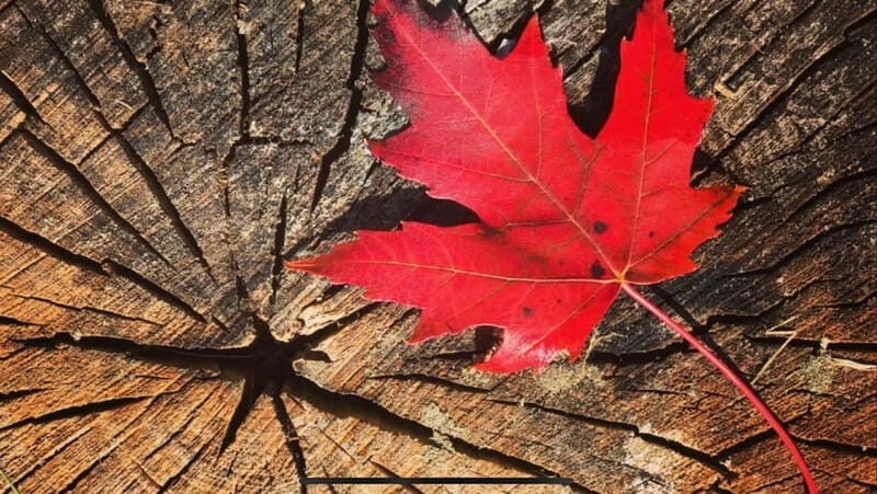 Canmore: Guided Town Walking Tour with Sweet Treat and Drink - Why This Tour Offers Good Value