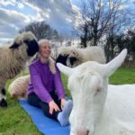 Canterbury: Yoga with Goats and Sheep - Why This Experience Offers Genuine Value