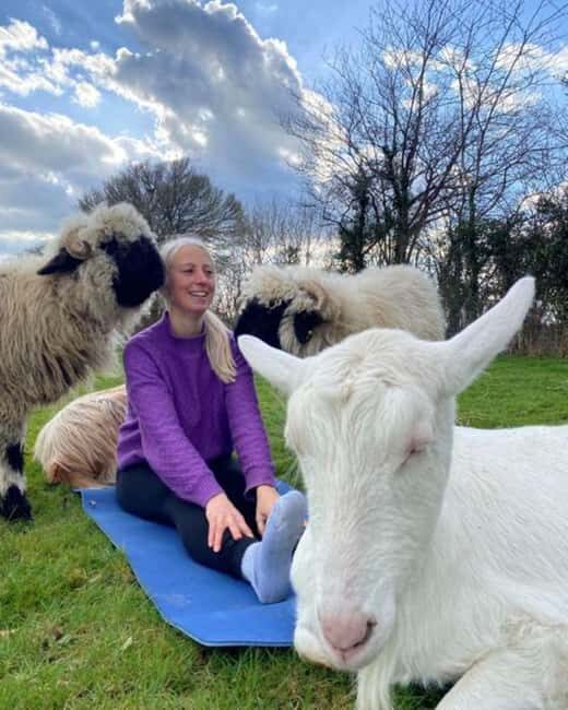Canterbury: Yoga with Goats and Sheep - Why This Experience Offers Genuine Value