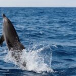 Cape May: 2-Hour Dolphin Watching Cruise - Authentic Experiences & Traveler Feedback
