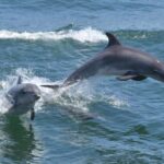 Cape May: Dolphin and Bird Watching Cruise - Who Will Love This Tour?