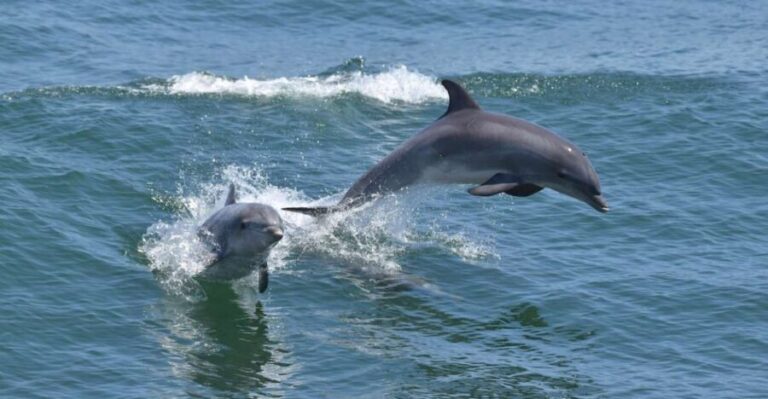 Cape May: Dolphin and Bird Watching Cruise - Who Will Love This Tour?