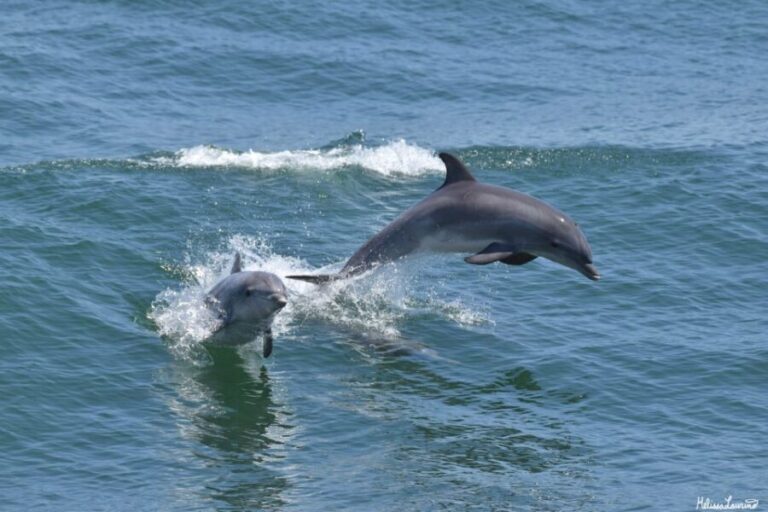 Cape May: Sunset Dolphin Watching Cruise with Food - Practical Details & Tips