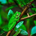 Cape Tribulation: Daintree Rainforest Night Walk Tour - Why This Night Walk Stands Out