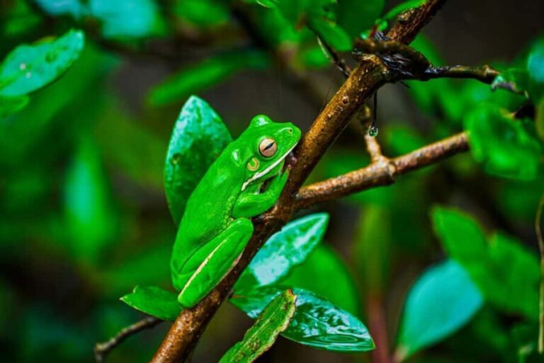 Cape Tribulation: Daintree Rainforest Night Walk Tour - Why This Night Walk Stands Out