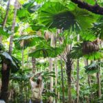 Cape Tribulation & Daintree Wilderness (TCT) - A Deep Dive into the Cape Tribulation & Daintree Wilderness Tour