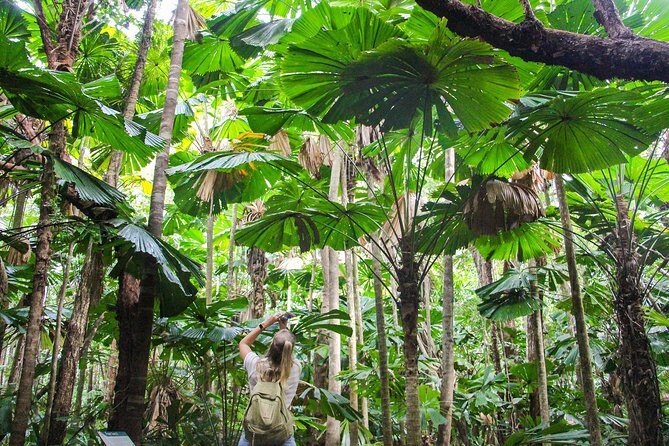 Cape Tribulation & Daintree Wilderness (TCT) - A Deep Dive into the Cape Tribulation & Daintree Wilderness Tour