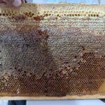 Cappadocia: Beekeeping Experience with Honey Tasting - FAQs