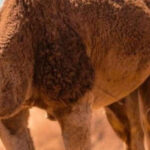 Cappadocia Camel Ride among the Fairy Chimneys - Value and Who Will Enjoy This Tour