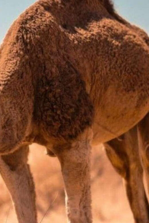 Cappadocia Camel Ride among the Fairy Chimneys - Value and Who Will Enjoy This Tour