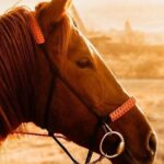 Cappadocia Horseback Riding Tour (Transfer Included) - Exploring the Details of the Cappadocia Horseback Riding Tour