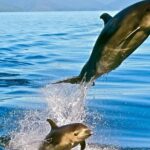 Captain Cook and Dolphin Cruise - An In-Depth Look at the Captain Cook and Dolphin Cruise